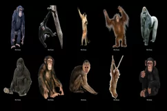 80 MONKEY TRANSPARENT PNG FILES, ANIMAL PHOTOSHOP OVERLAYS Product Image 6