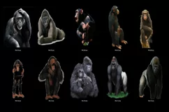 80 MONKEY TRANSPARENT PNG FILES, ANIMAL PHOTOSHOP OVERLAYS Product Image 5