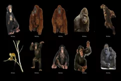 80 MONKEY TRANSPARENT PNG FILES, ANIMAL PHOTOSHOP OVERLAYS Product Image 4