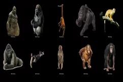 80 MONKEY TRANSPARENT PNG FILES, ANIMAL PHOTOSHOP OVERLAYS Product Image 3