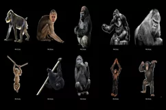 80 MONKEY TRANSPARENT PNG FILES, ANIMAL PHOTOSHOP OVERLAYS Product Image 2