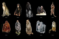 80 MONKEY TRANSPARENT PNG FILES, ANIMAL PHOTOSHOP OVERLAYS Product Image 9