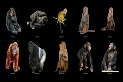 80 MONKEY TRANSPARENT PNG FILES, ANIMAL PHOTOSHOP OVERLAYS Product Image 8