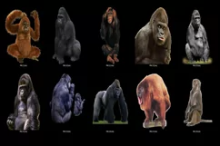 80 MONKEY TRANSPARENT PNG FILES, ANIMAL PHOTOSHOP OVERLAYS Product Image 7