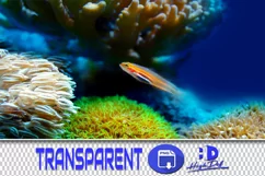 800 SEA FLORA TRANSPARENT PNG FILES, PHOTOSHOP OVERLAYS Product Image 1