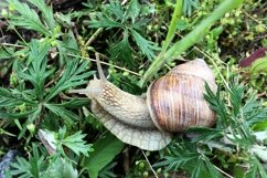 Big garden snail in shell crawling on wet road hurry home Product Image 17