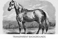 Horse Clipart Black and White Vintage Grand Race Percheronne Product Image 3