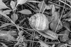 Big garden snail in shell crawling on wet road hurry home Product Image 11