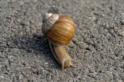 Big garden snail in shell crawling on wet road hurry home Product Image 10