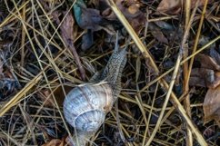 Big garden snail in shell crawling on wet road hurry home Product Image 18