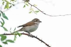 red-backed shrike Lanius Collurio. Product Image 1
