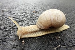 Big garden snail in shell crawling on wet road hurry home Product Image 14