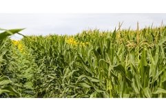 bright sunflower with corn Product Image 1
