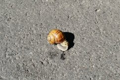 Big garden snail in shell crawling on wet road hurry home Product Image 28