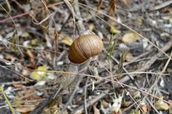 Big garden snail in shell crawling on wet road hurry home Product Image 3