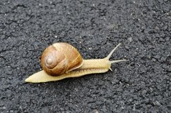 Big garden snail in shell crawling on wet road hurry home Product Image 1
