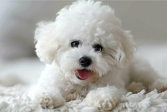 Adorable white bichon frise puppy on soft blanket Product Image 1