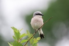 Lanius collurio on a branch Product Image 1