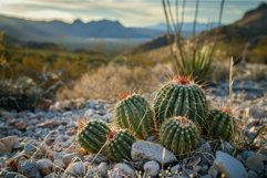 Golden hour desert cacti landscape Product Image 1