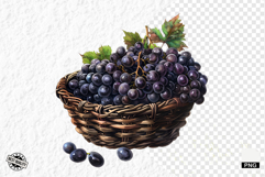 Summer Grapes Vine Clipart Product Image 1