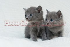 Stock Photo - Little kittens at home on a plaid. Product Image 1