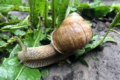 Big garden snail in shell crawling on wet road hurry home Product Image 12