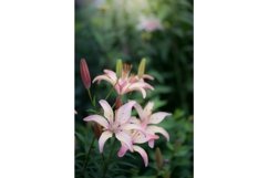 Stock Photo - Flowers of pink lilies in the garden Product Image 1