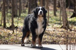 Bernese Mountain Dog Product Image 1