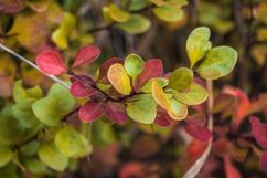 Beautiful fruits on a branch Product Image 1