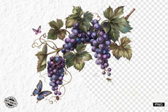 Summer Grapes Vine Clipart Product Image 1