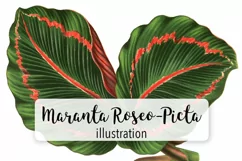 Leaves - Vintage Maranta Roseo-Picta Product Image 1