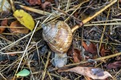 Big garden snail in shell crawling on wet road hurry home Product Image 17