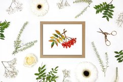 rowan bunch clipart set, frame and pattern Product Image 5