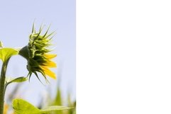 sunflowers, territory of Eastern Europe Product Image 1