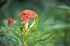 Flower comb celosia orange color Product Image 1