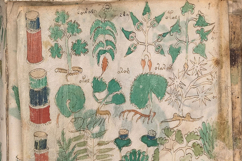The Voynich Manuscript Set 1: 80 Codex Images Product Image 5