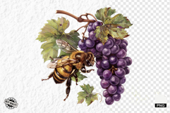 Summer Grapes Vine Clipart Product Image 1