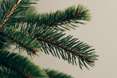Pine Branches Background PNG, Holiday Background Mockup Product Image 1