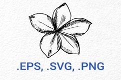 Frangipani Sketch Graphic Product Image 1
