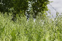 beautiful spikelets of oats Product Image 1
