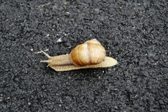 Big garden snail in shell crawling on wet road hurry home Product Image 24