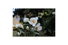 Photo of the Flower of Fairy Magnolia White Product Image 1