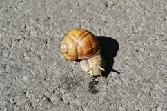 Big garden snail in shell crawling on wet road hurry home Product Image 12