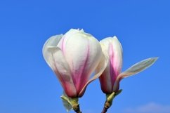 Beautiful background of flowering trees Product Image 1