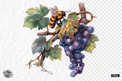 Summer Grapes Vine Clipart Product Image 1