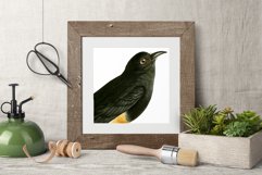 Bird Clipart Vintage Product Image 5