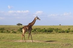 Beautiful wild giraffe in africa Product Image 1