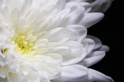 Chrysanthemum Flower Petals Close Up Background Photograph Product Image 1