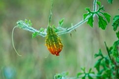 Momordica or karela fruit Product Image 1