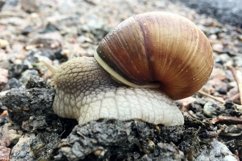 Big garden snail in shell crawling on wet road hurry home Product Image 6